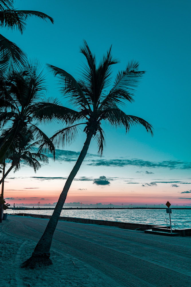 The Coconut Palm Boasts A Graceful Form Photography Art | kramkranphoto