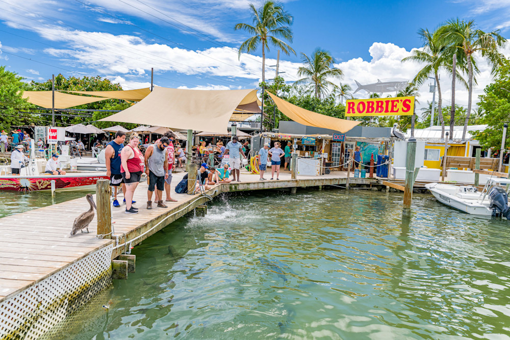 Feed The Tarpon! Photography Art | kramkranphoto
