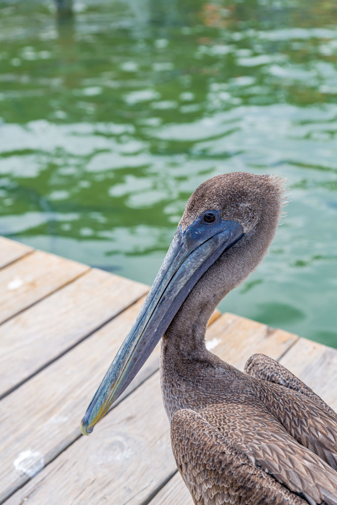 Robbie's Pelican Photography Art | kramkranphoto