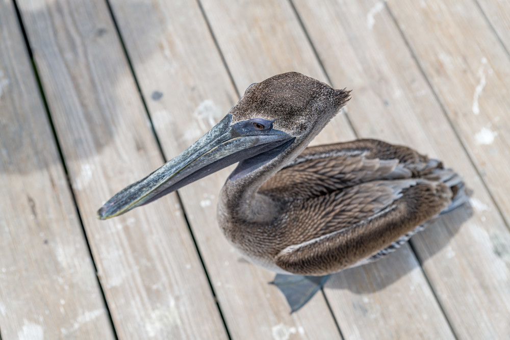 Pelican Pleasure Photography Art | kramkranphoto