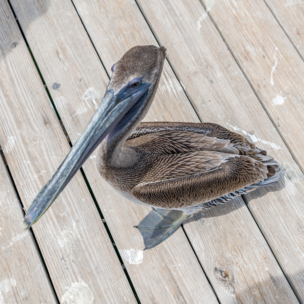 Pelican Super Close Photography Art | kramkranphoto
