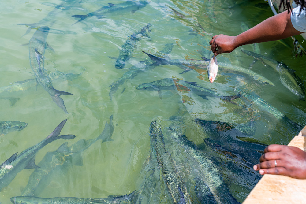 Tarpon Feeding Photography Art | kramkranphoto
