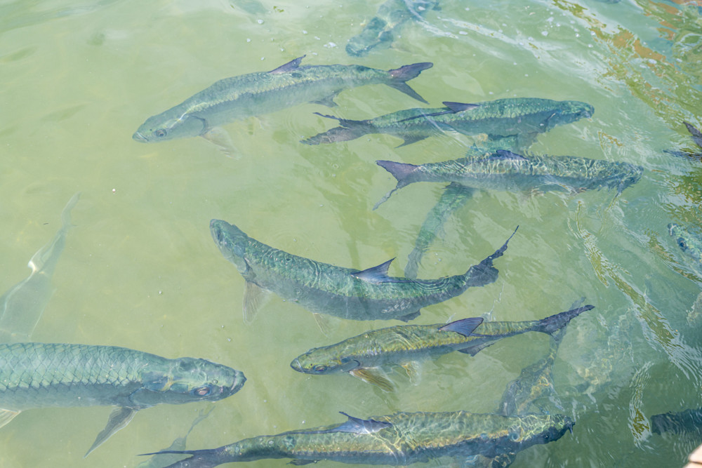 A Group Of Tarpon Photography Art | kramkranphoto