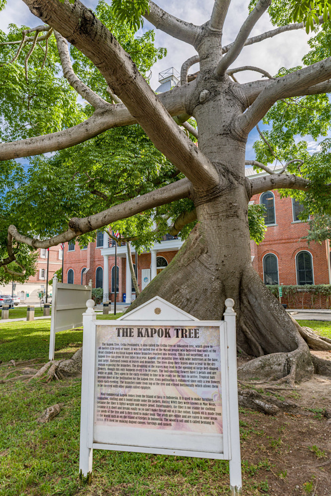 The Kapok Tree Photography Art | kramkranphoto
