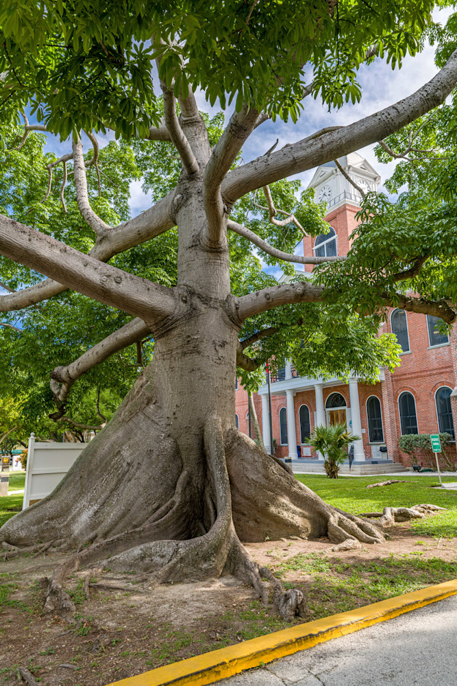 The Kapok Tree Photography Art | kramkranphoto