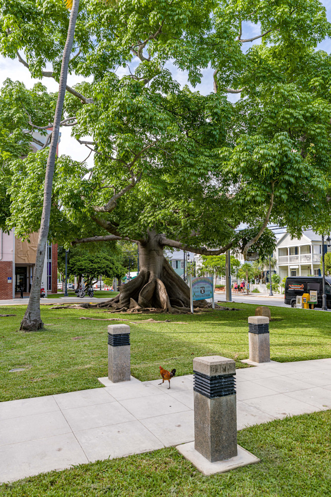 Kapok Tree In The Keys Photography Art | kramkranphoto