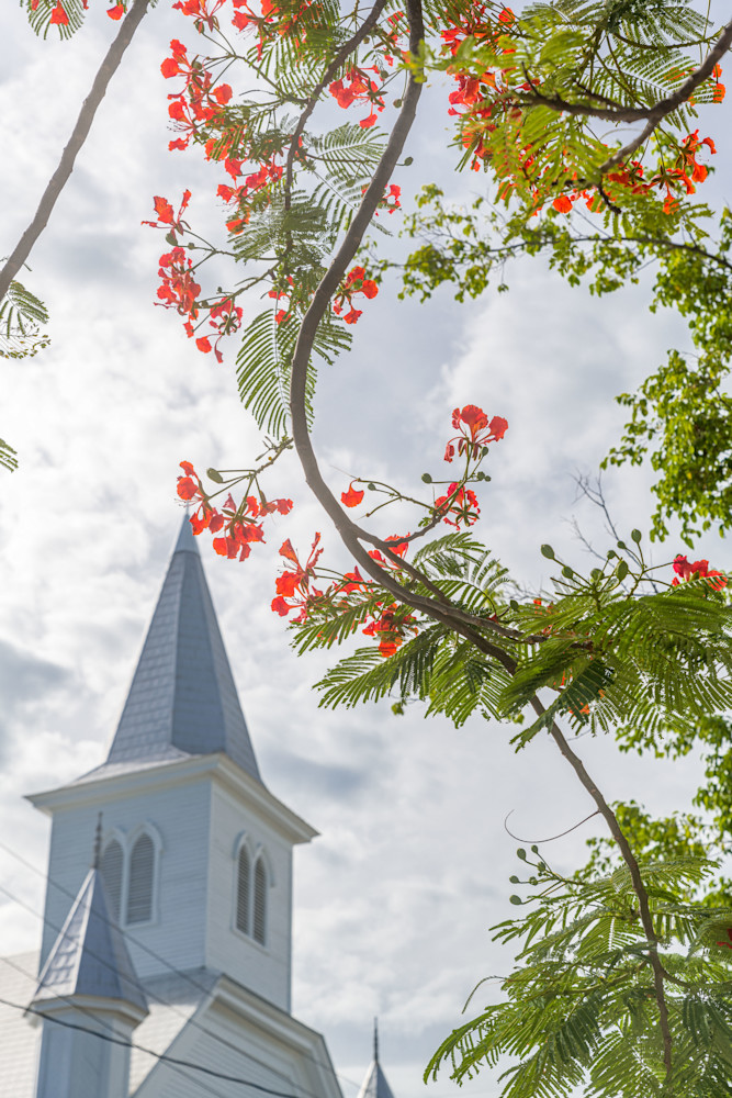 Poinciana Bloom Photography Art | kramkranphoto