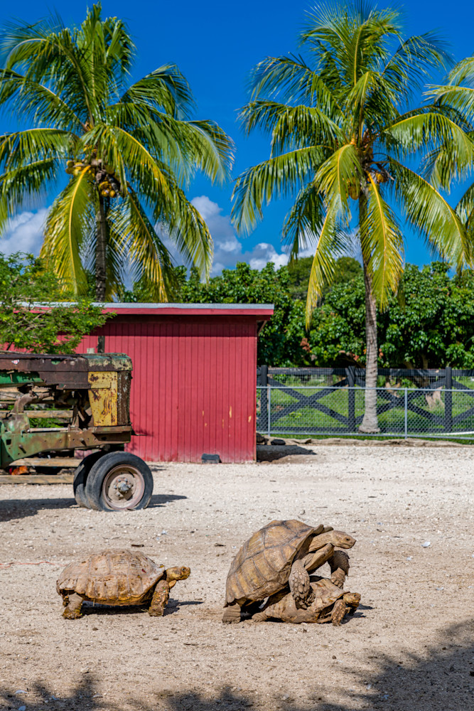 Turtle Fun In The Sun Photography Art | kramkranphoto