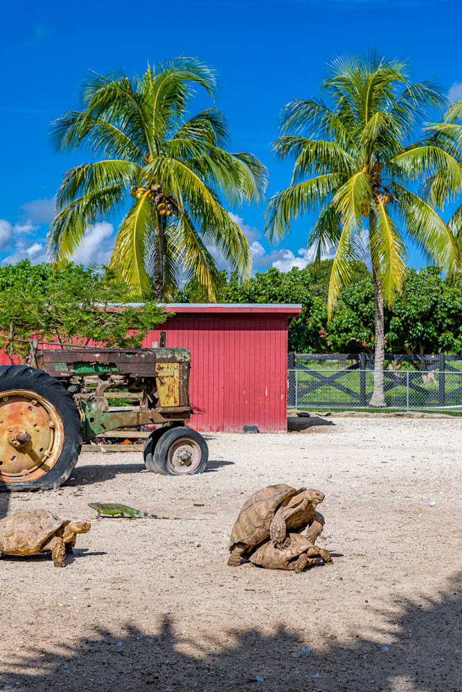 Tortoise Fun In The Sun Photography Art | kramkranphoto