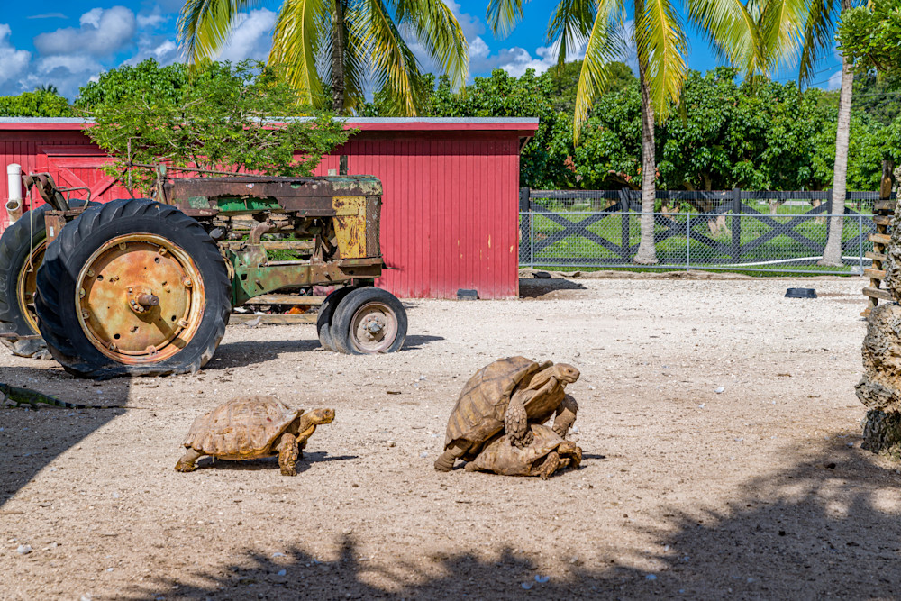 Turtle Trio Photography Art | kramkranphoto