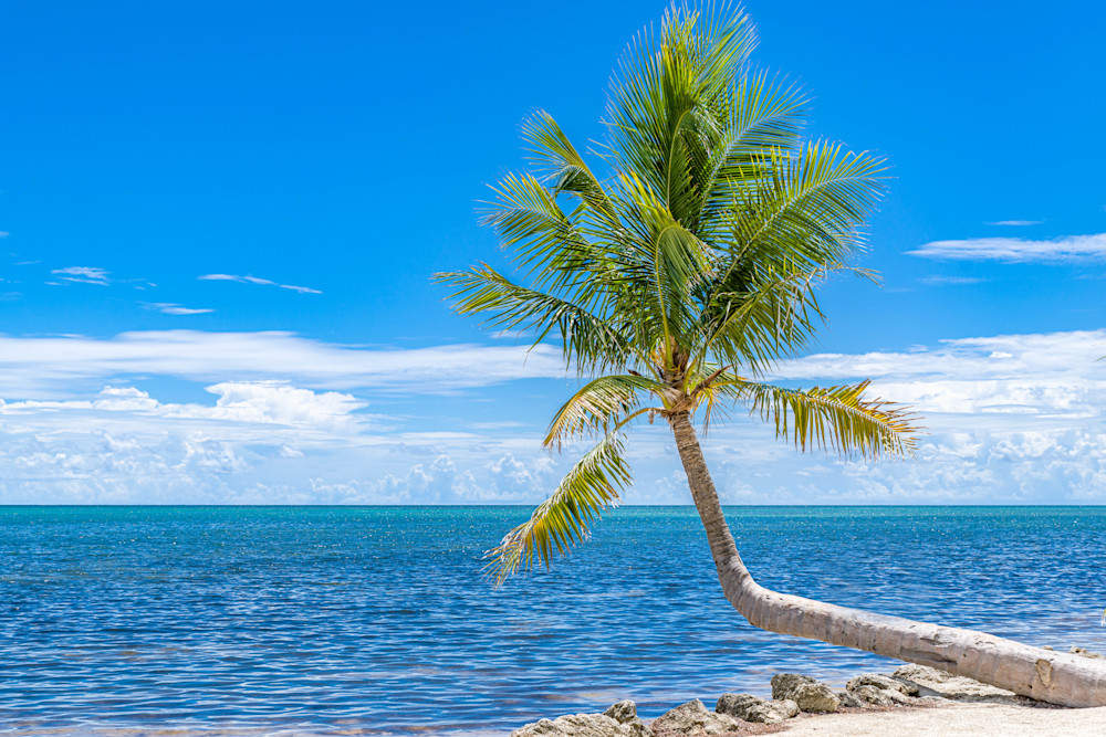 Palm Tree Sway Photography Art | kramkranphoto