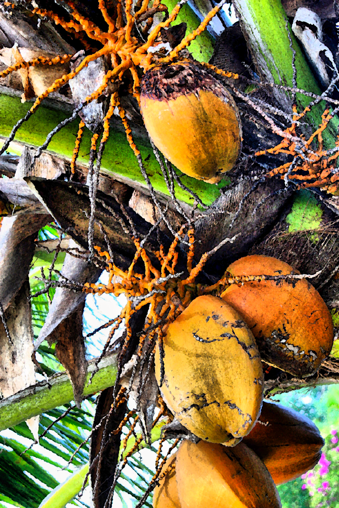 Kauai Nut Photography Art | 2430Studio
