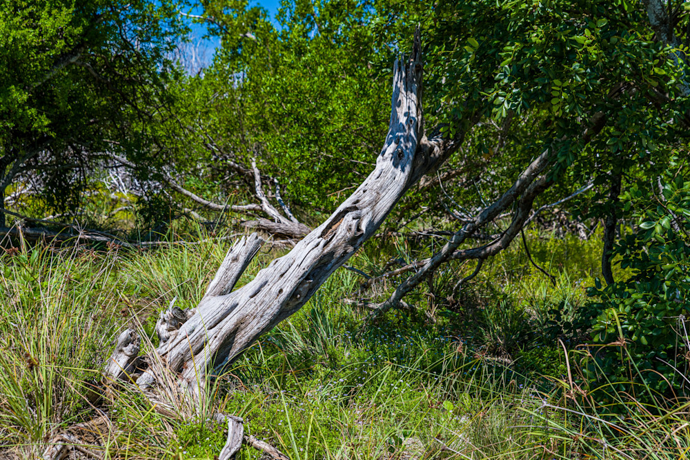 Nature Of Key Photography Art | kramkranphoto