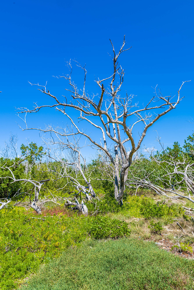 Big Nature Photography Art | kramkranphoto