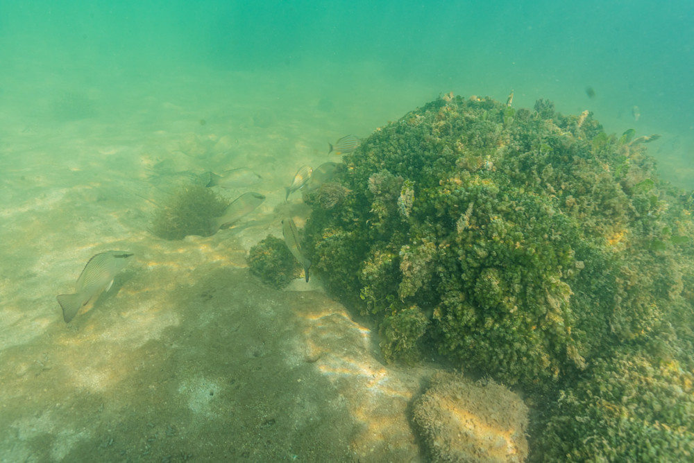 Timeless Underwater Symphony Photography Art | kramkranphoto