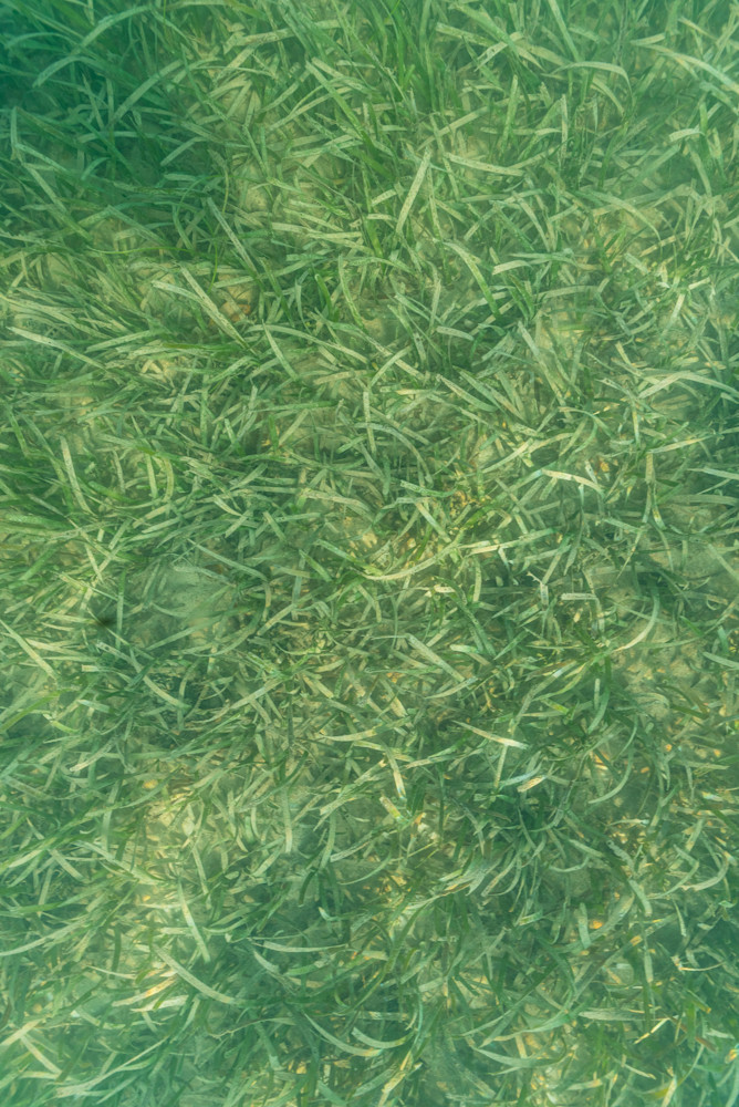 Sea Grass Tapestry Photography Art | kramkranphoto