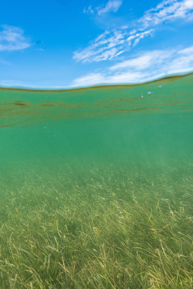 Aqua And Blue Dance Grass Photography Art | kramkranphoto