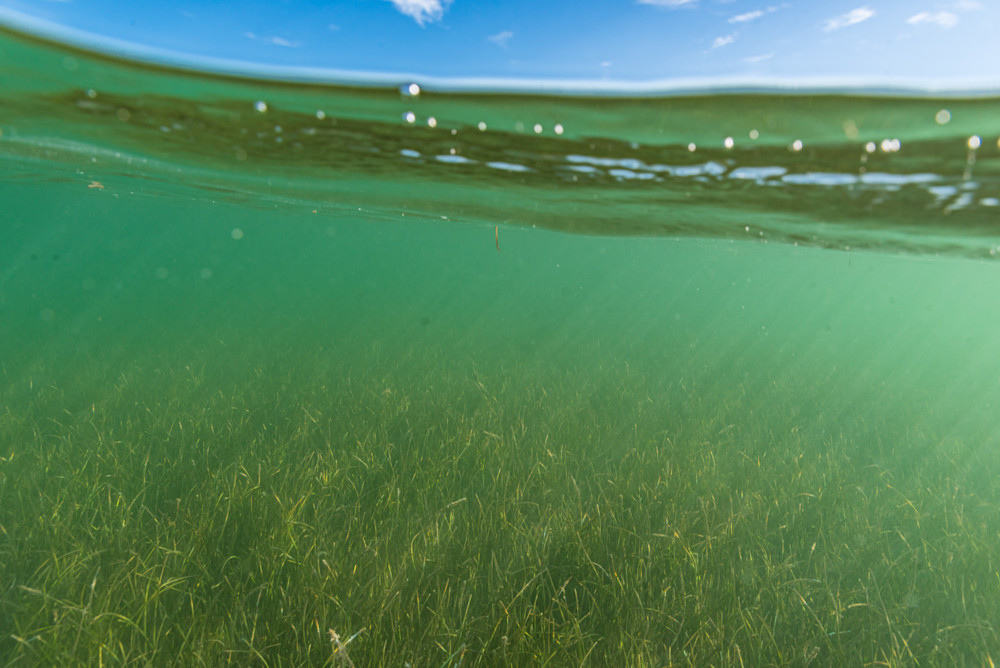 Sea Grass Symphony Photography Art | kramkranphoto