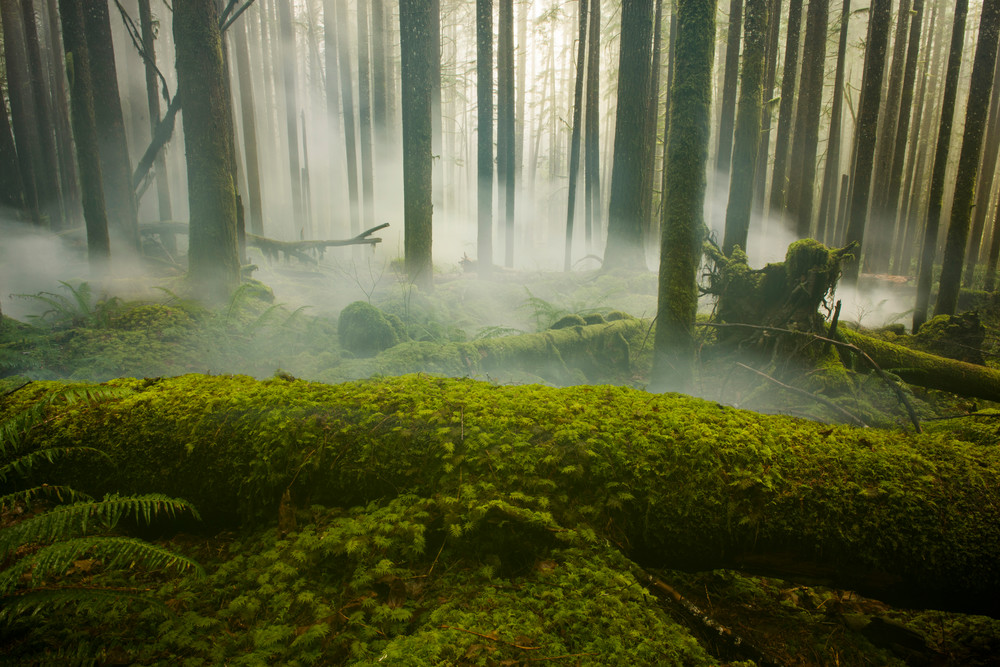 Fog and the Forest