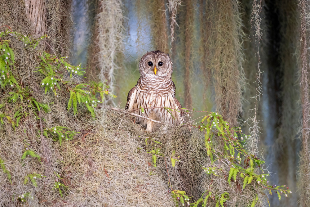 Barred Owl With Spanish Moss F0 A4009 Blue Lake Cypress Fl Usa Photography Art | Clemens Vanderwerf Photography