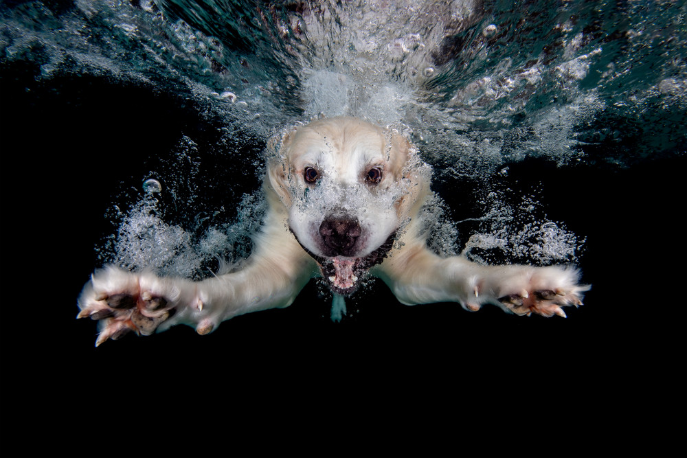 Golden Retriever Swimming Underwater Iii 83 A0573 Photography Art | Clemens Vanderwerf Photography
