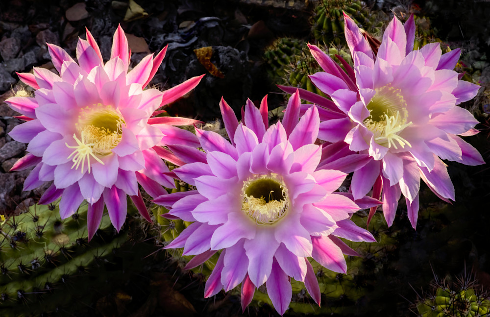 Hedgehog Cactus Blooms Photography Art | Kendall Photography & Fine Art