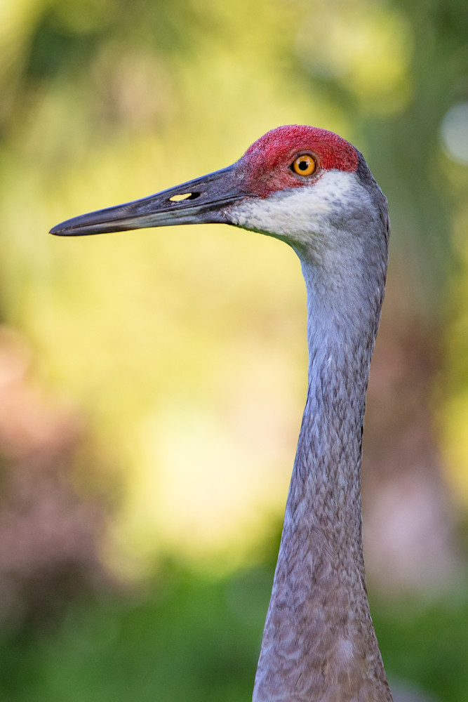 Florida Sandhill Crane Photography Art | LightSea Images LLC