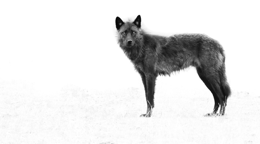 Black And White Yearling Wolf Photography Art | Mind Works Images