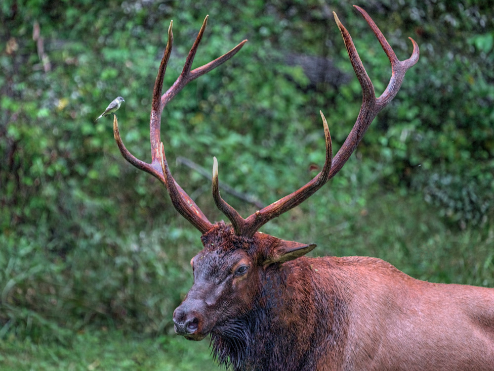 Bull Elk With Bird On Antler Photography Art | Fine Art From Nature