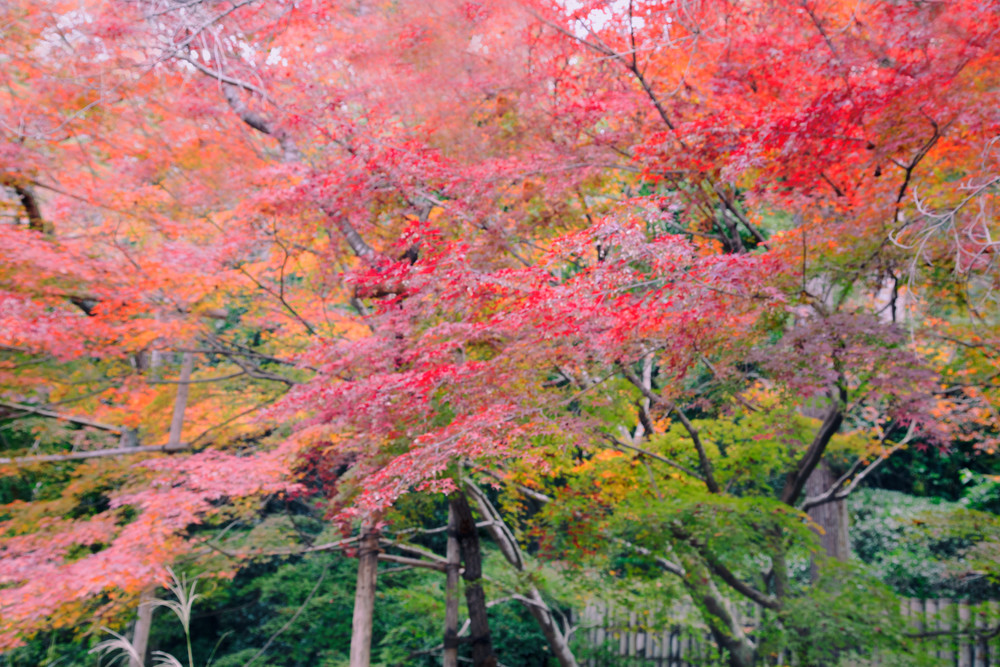 Private garden in autumn, Japanese maple tree, Kyoto, Japan by Carol Schiraldi 