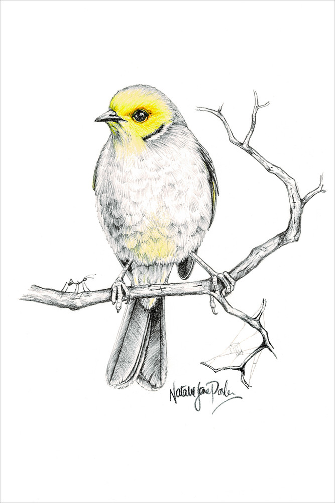 White-plumed Honeyeater (Lichenostomus penicillatus) Graphite Pencil Sketch with a touch of colour Australian Wildlife Art by Natalie Jane Parker