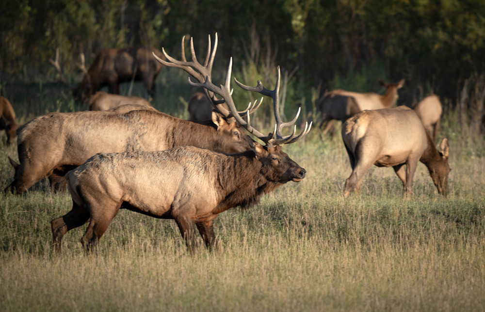 Rutting Bull Elk Photography Art | Jim Collyer Photography