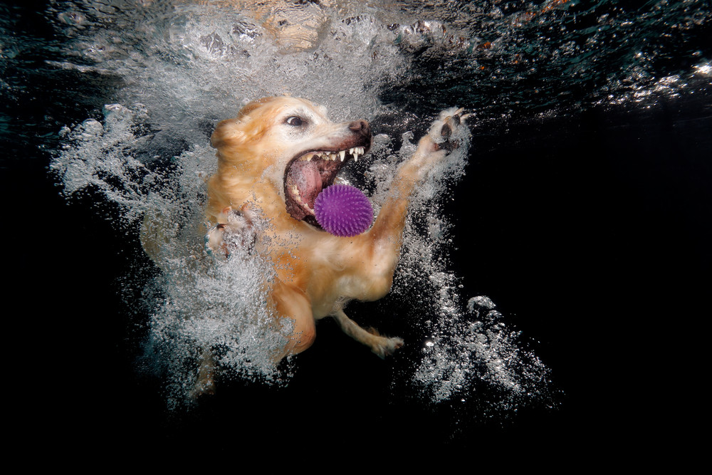 Golden Retriever With Purple Ball Underwater 83 A5277 Photography Art | Clemens Vanderwerf Photography