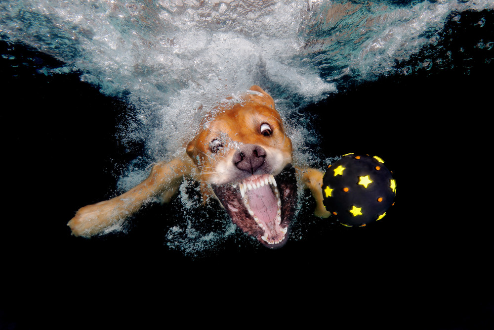Golden Retriever Chasing After Black Ball Underwater 83 A4627 Photography Art | Clemens Vanderwerf Photography
