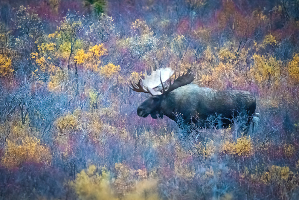 Moose In Autumn Photography Art | Jim Collyer Photography
