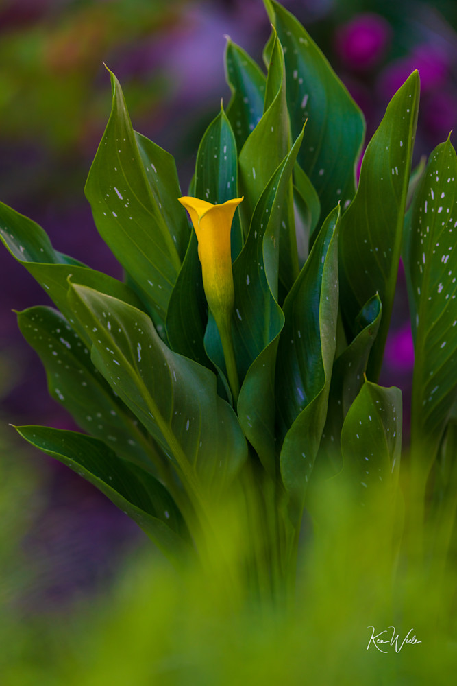 Calla Lily Delight Photography Art | Ken Wiele Photography