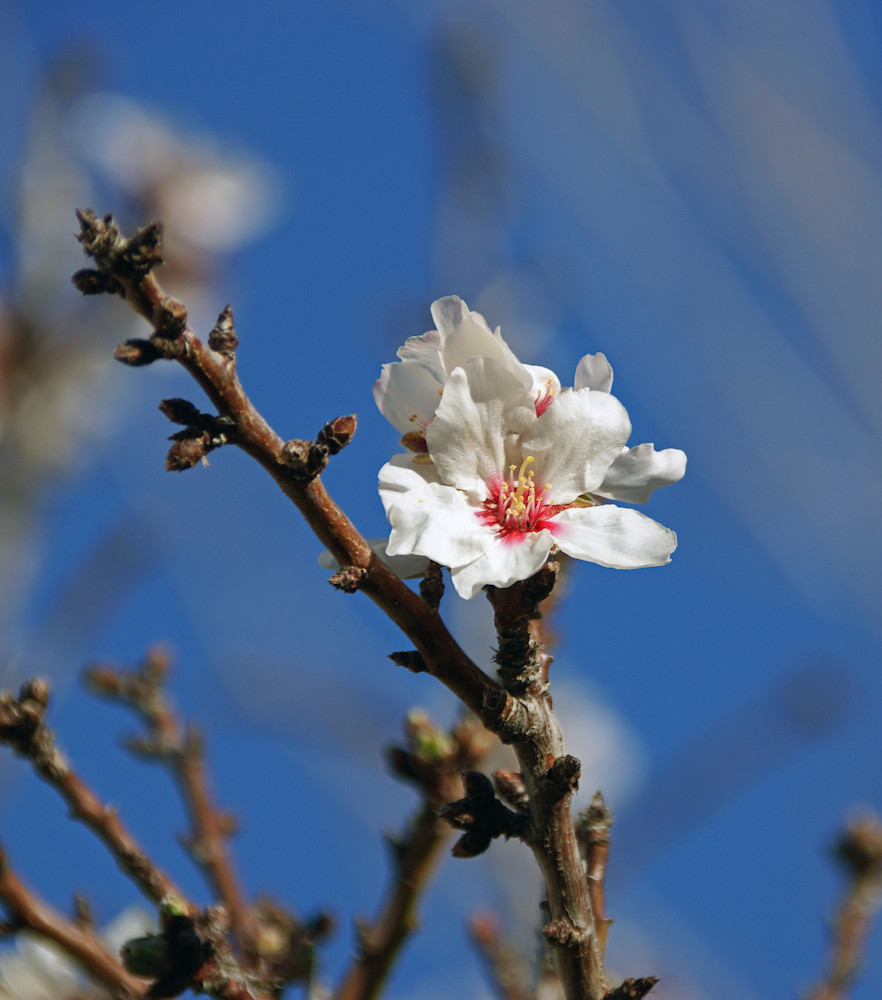 Almond Blossom Art | Florine Duffield Art