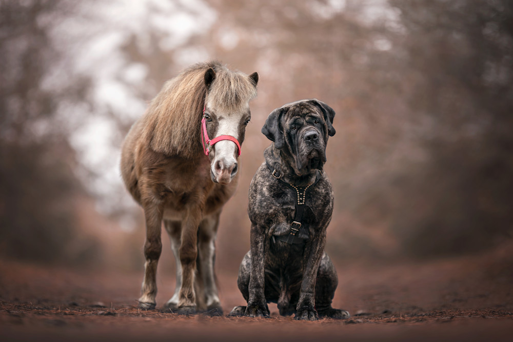 You've Got A Friend In Me Photography Art | K9Photo