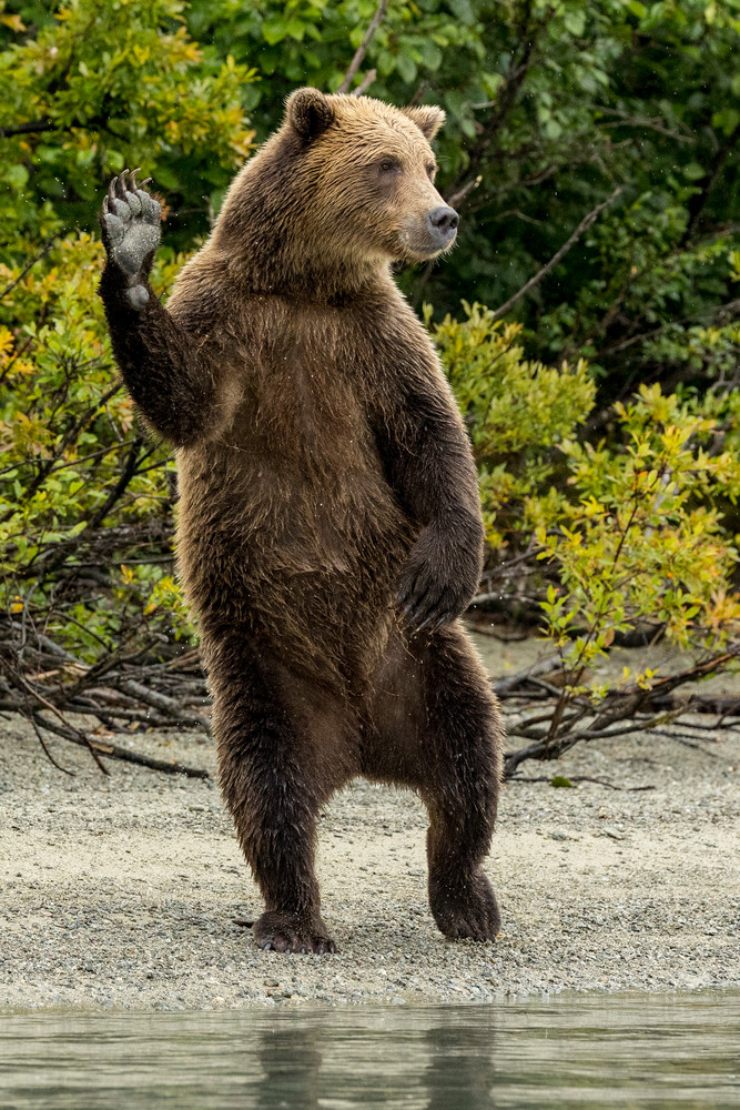 Alaska Brown Bear waves on shore of Crescent Lake in Lake Clark National Park. Summer Southcentral, Alaska

Photo by Jeff Schultz/  (C) 2021  ALL RIGHTS RESERVED