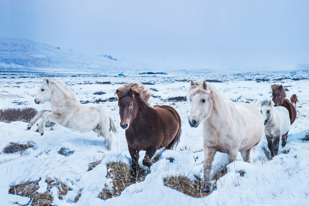 Snowy Stallions