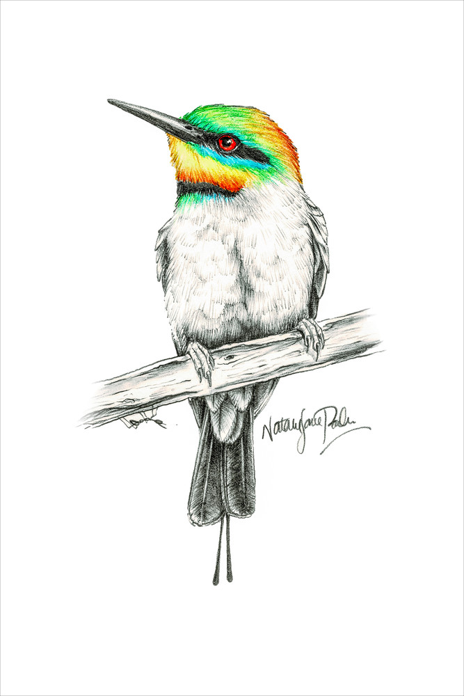 Rainbow Bee-eater Pencil Sketch - Australian Bird Art Print | Graphite Drawing with Colour