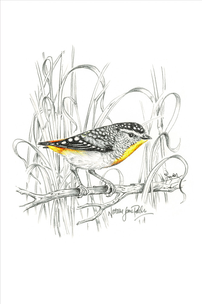 Spotted Pardalote (Pardalotus punctatus) Graphite Pencil Sketch with a touch of colour Australian Wildlife Art by Natalie Jane Parker