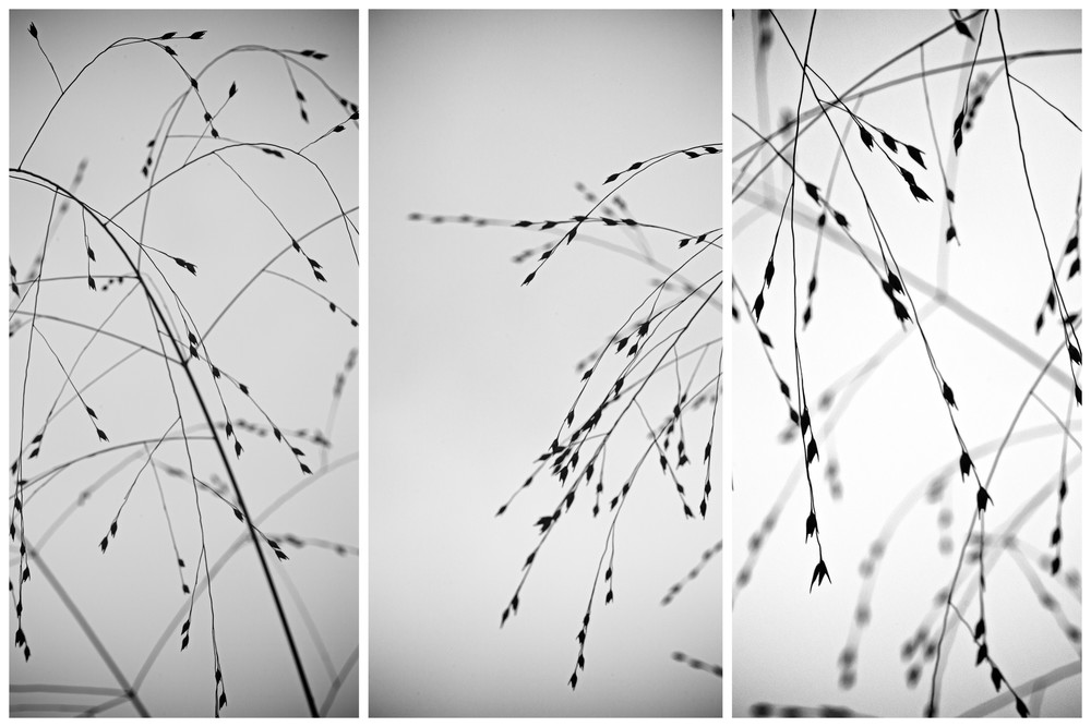 Fall Grasses Tryptych Photography Art | Nathan Larson Photography