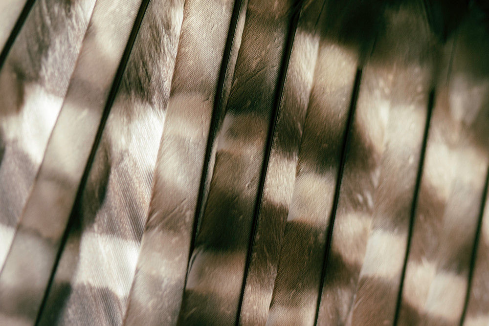 Barred Owl Feather Detail Photography Art | Nathan Larson Photography