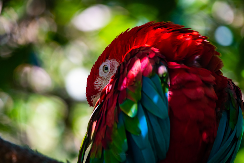 Peek A Boo Parrot Photography Art | Vitamin Sea Photography