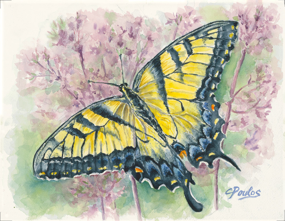 Eastern Tiger Swallowtail Butterfly Art | Cathy Poulos Art