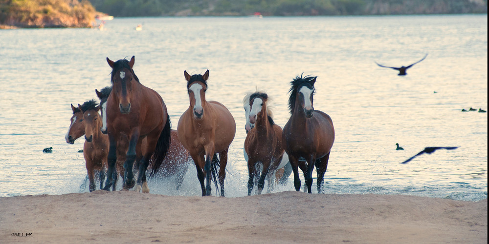 Wild Horses Emerging from Water | Band of Wild Horses