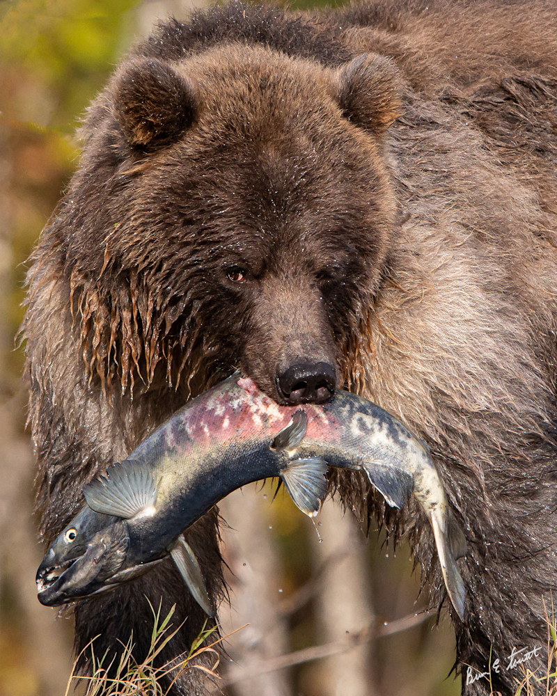 Bear And His Fish Art | Alaska Wild Bear Photography