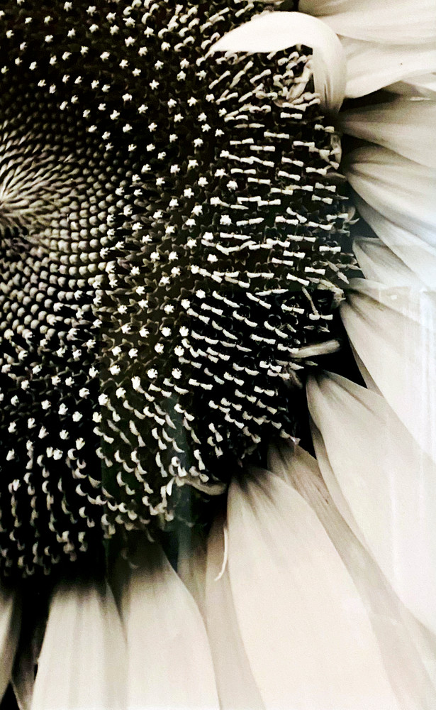 Sunflower Art | Donna Starnes Creative