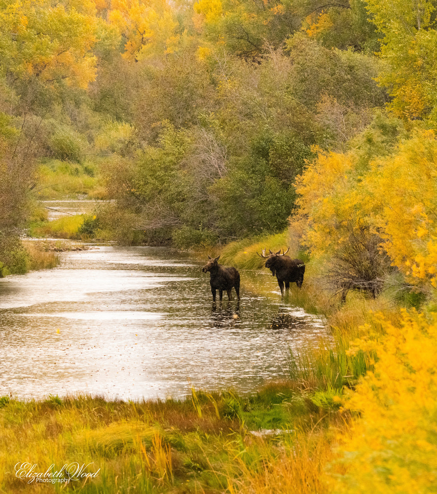 Falling for Her Elizabeth Wood Shop for moose photos moose in river